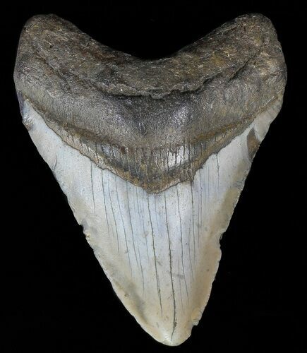 Megalodon Tooth - North Carolina #67119